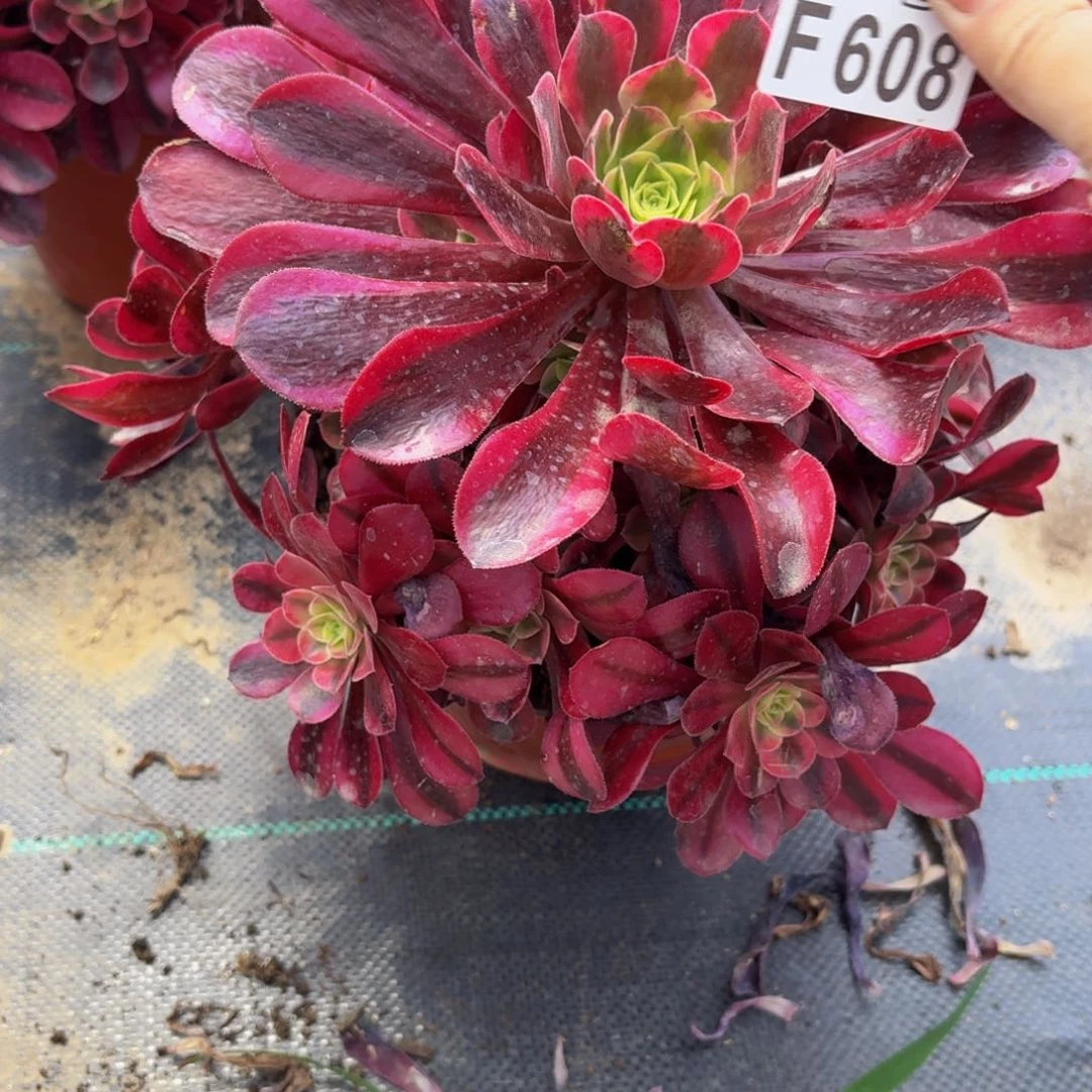 无花朵608多肉植物捧花的