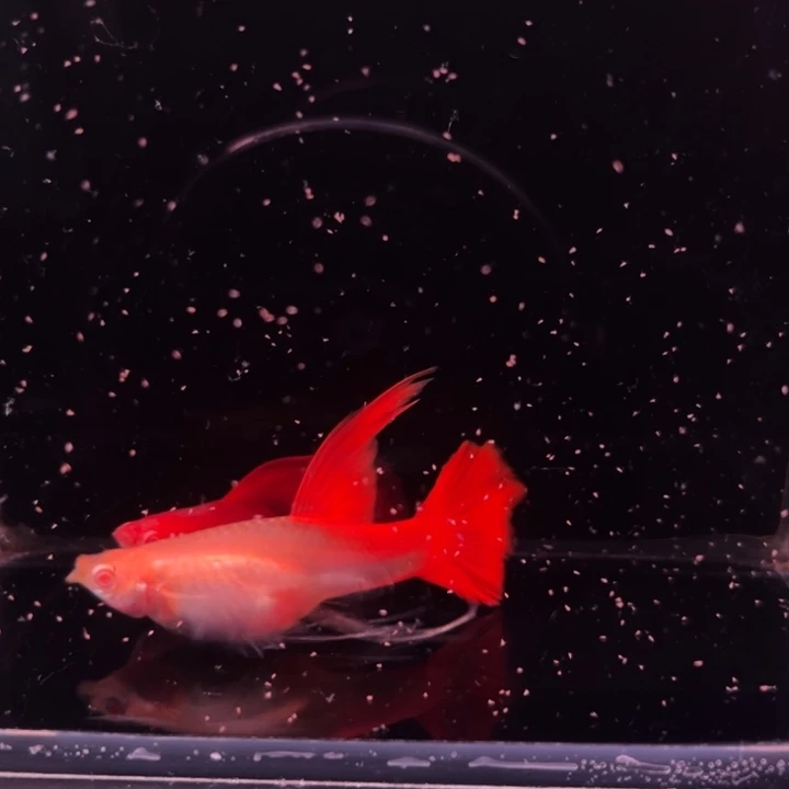 孔雀鱼血红绒球1对