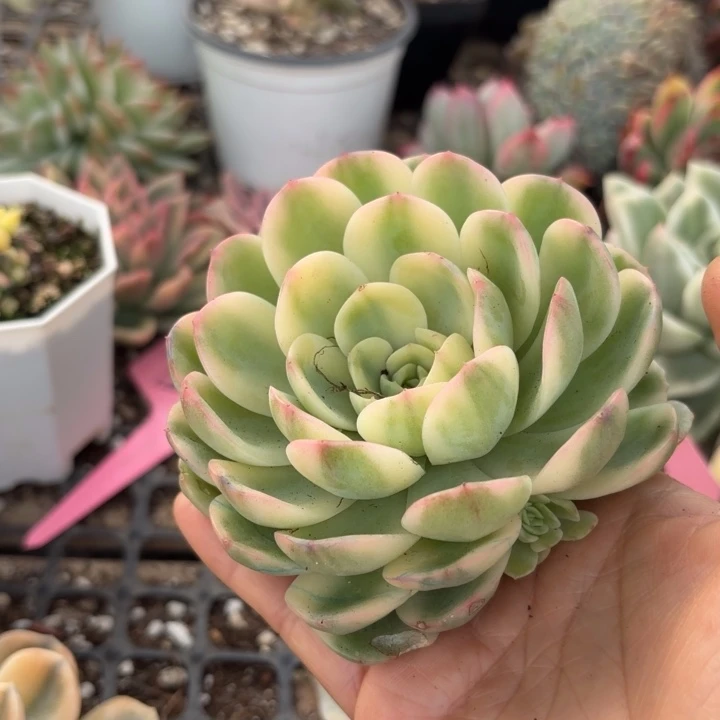 茉莉锦多肉植物多肉植物