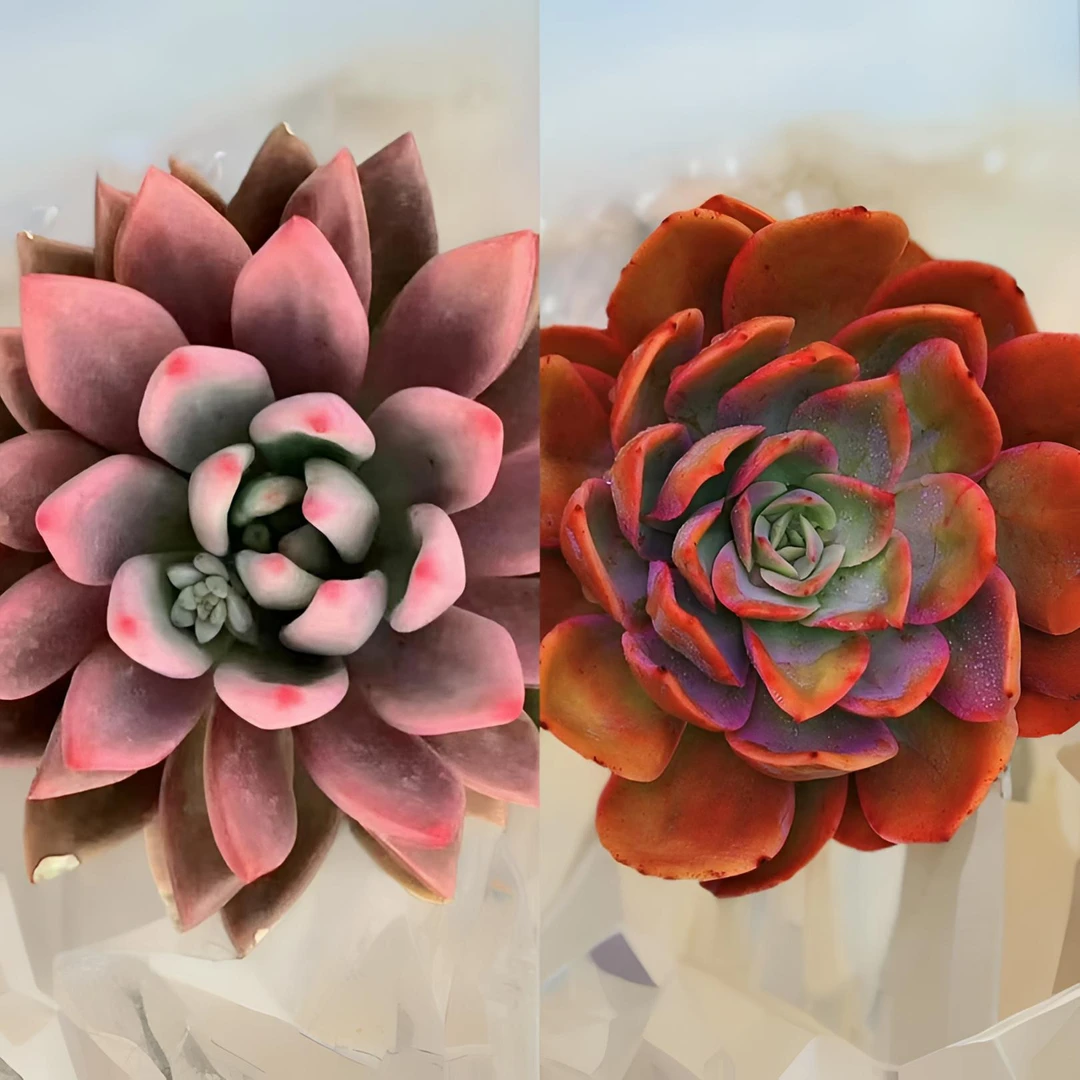 L桃花源+绮罗 冠幅11-13cm 云南多肉单头组合 元旦迎新年宵纳福