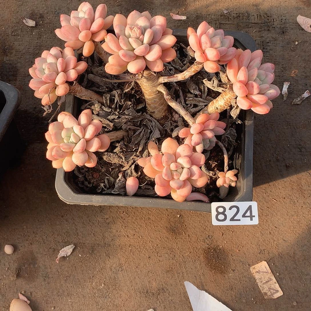 824 一物一拍多肉