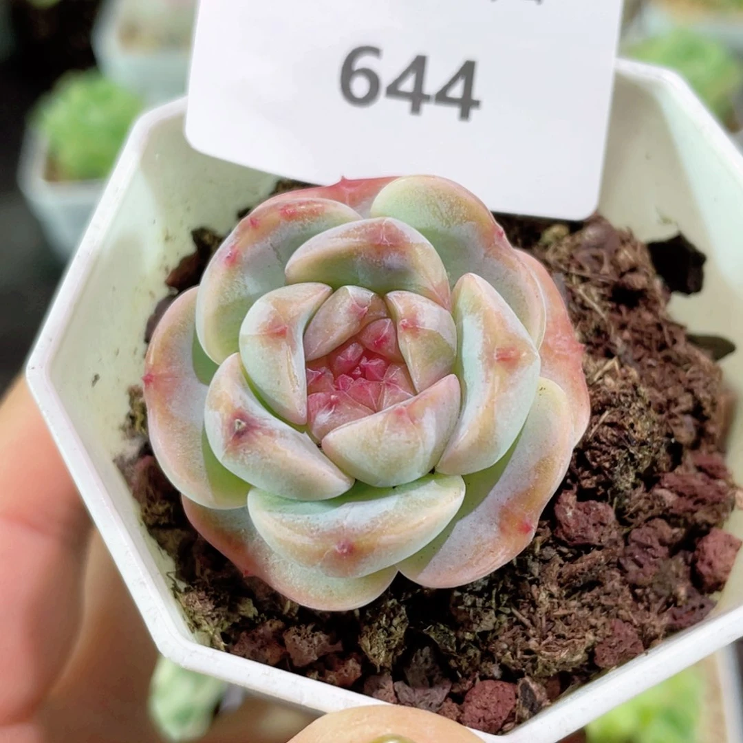 644号糖心冰心珍妮