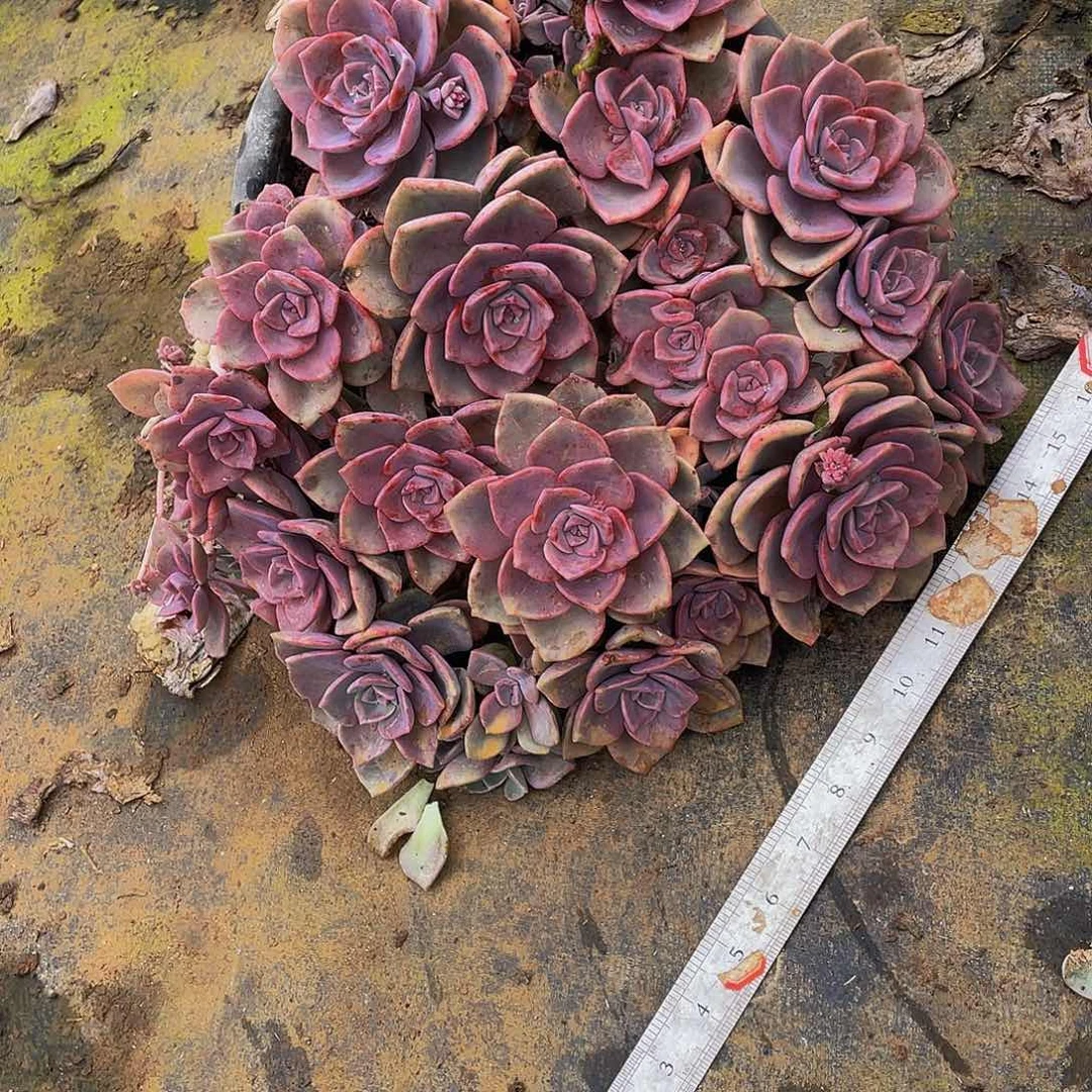 彩虹糖大群老桩多肉48