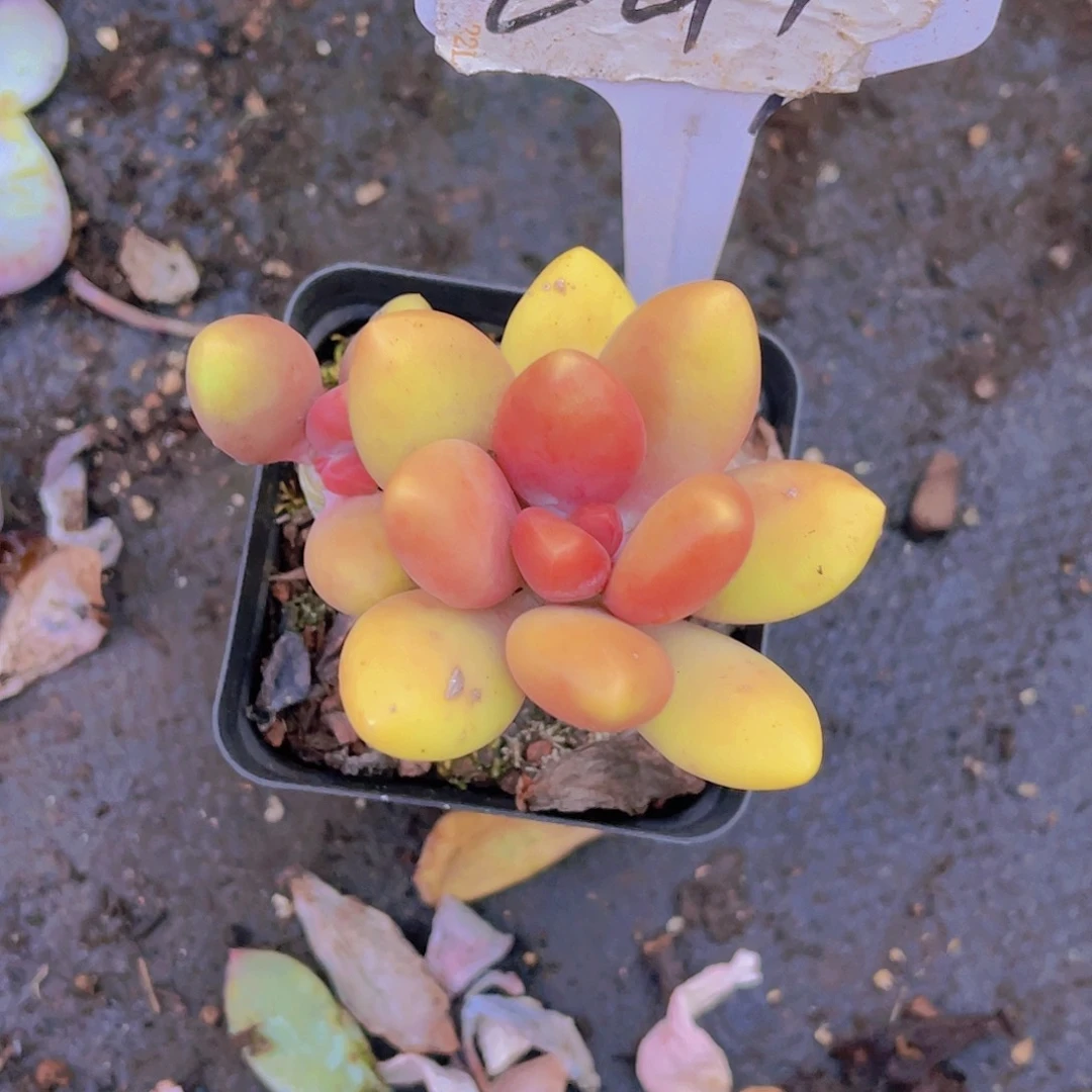 沧***枫000000000000000241