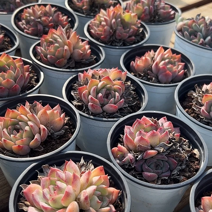 团040  两盆 多头荷花