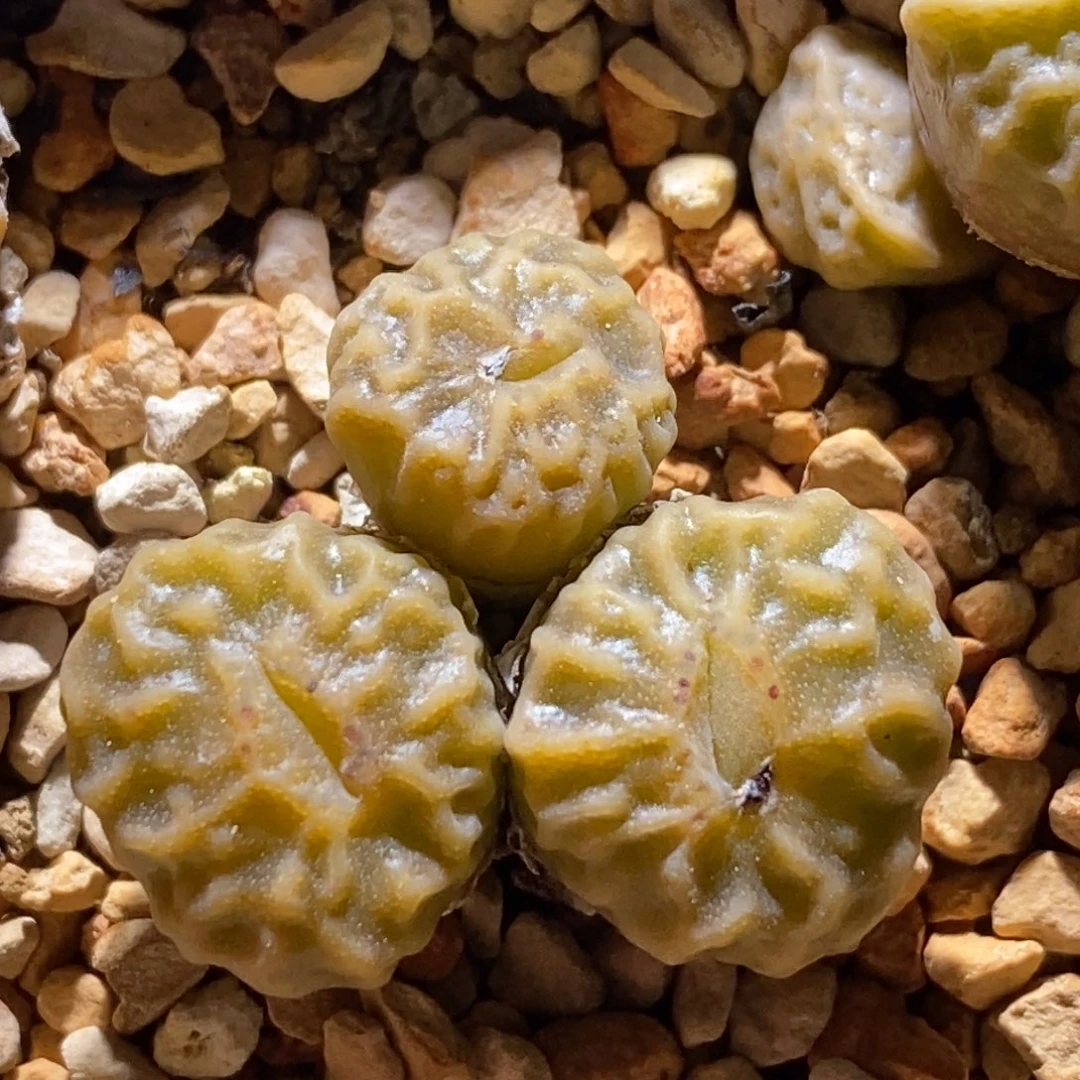 青蛙种缘dt7778超烧