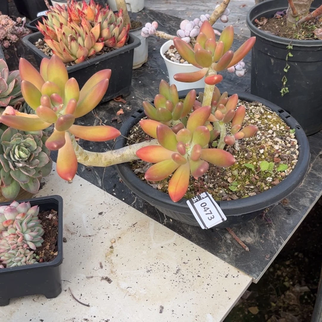 金蝉美人多肉植物0473