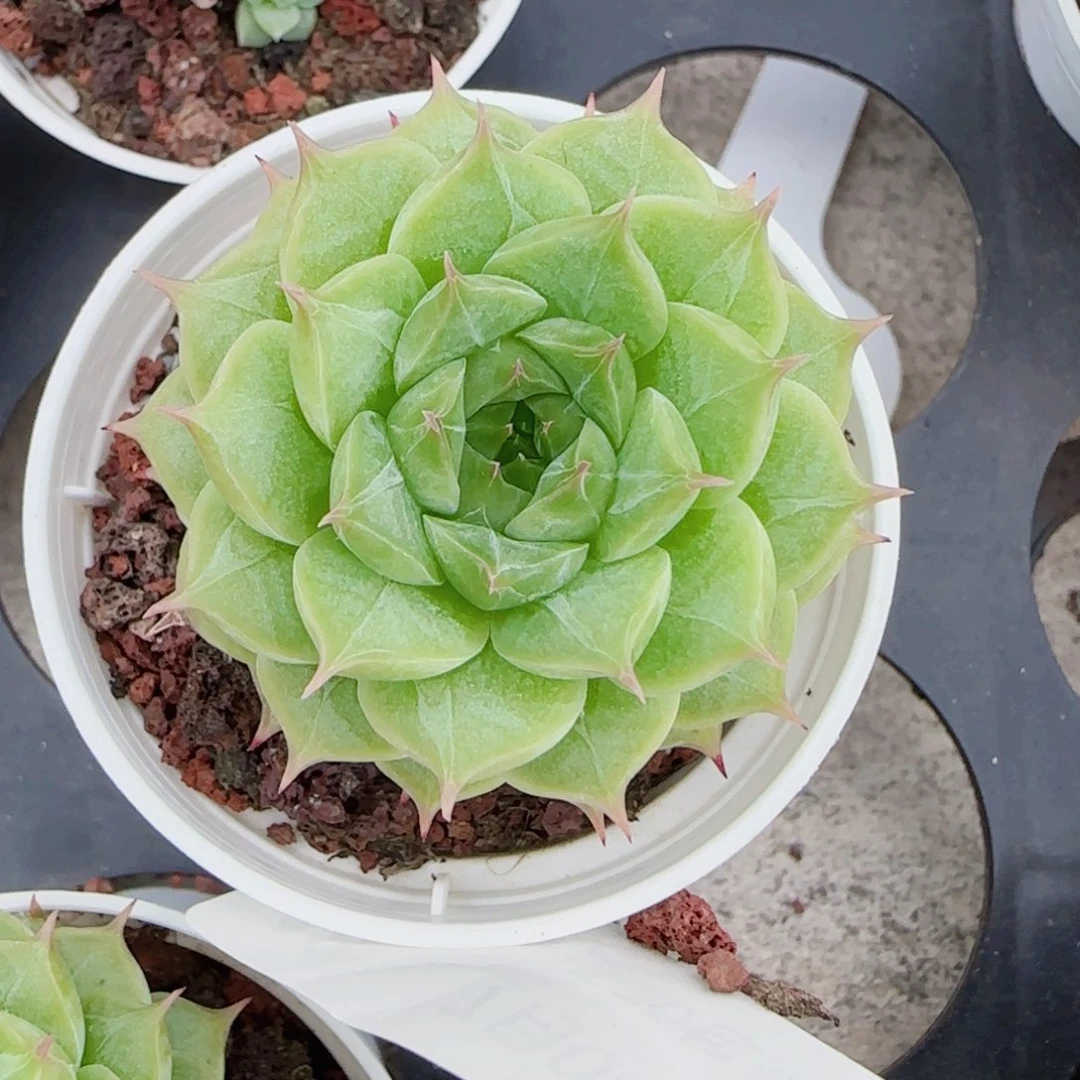 乍***欢花语逸镜0704-48女王