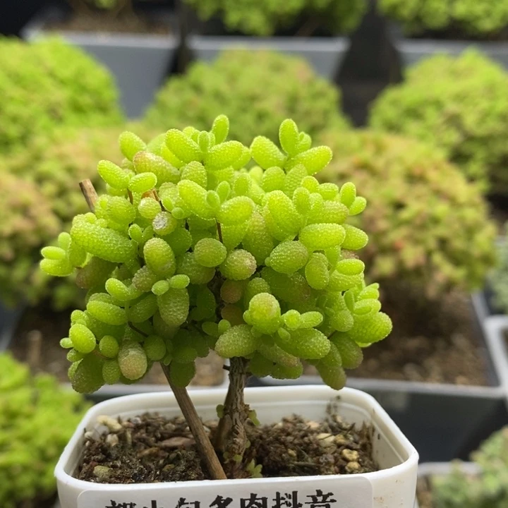 蜜橘糖球7027枝干番杏