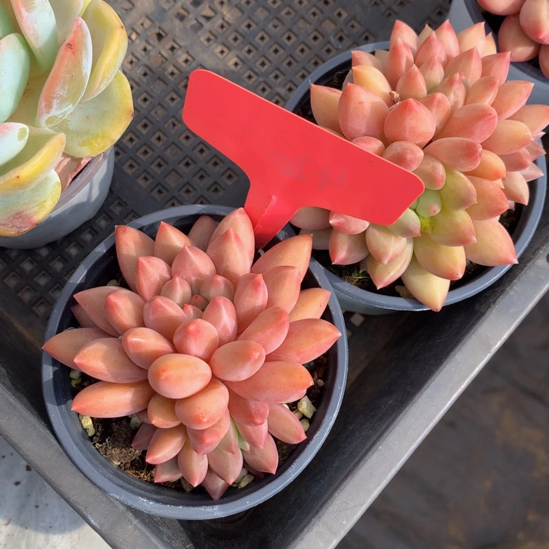 shuijiqbuu72627272772