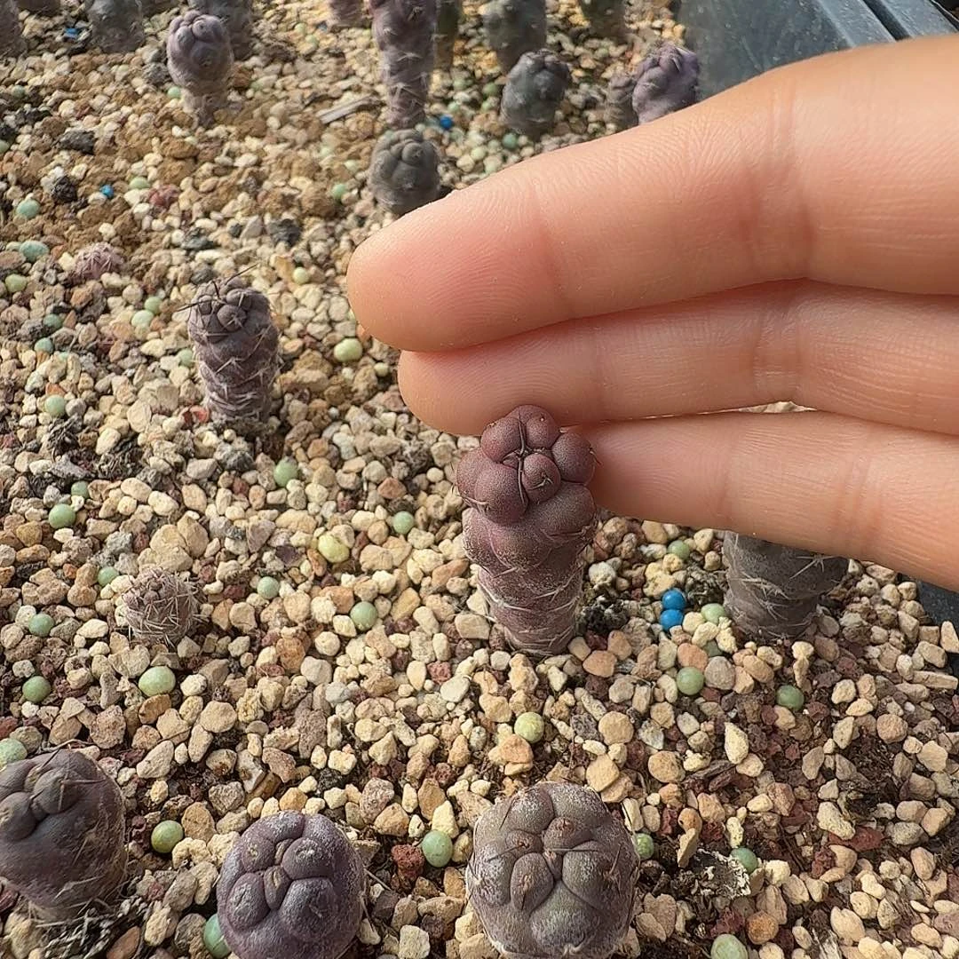 实生习志野脱土发货