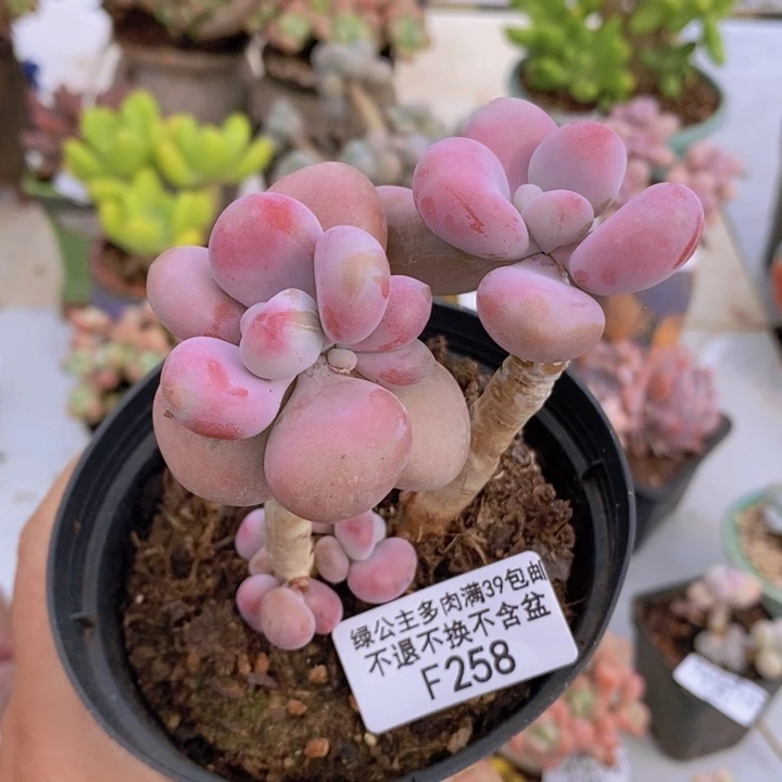 腰子桃蛋258多肉植物