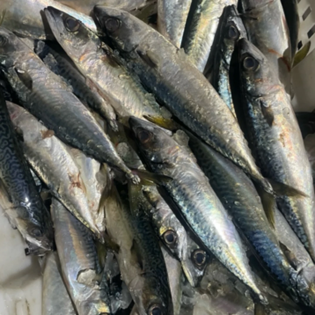 鲐鲅鱼4斤速冻青岛发货