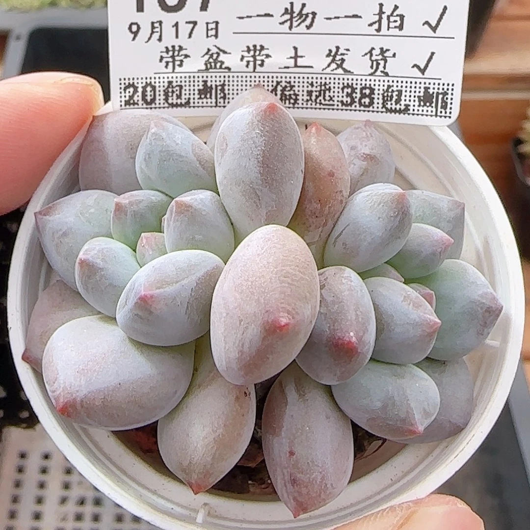多肉0917--157龙纹麟
