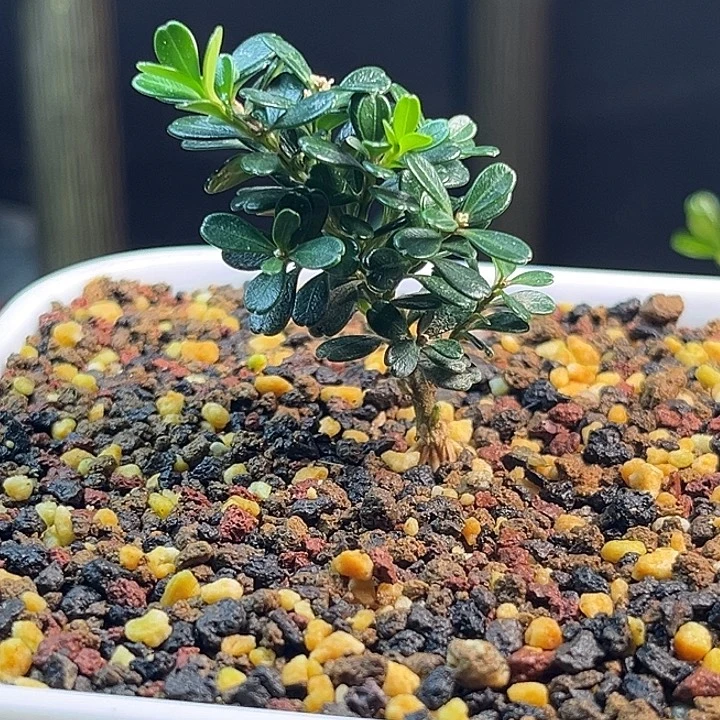 9***9无花朵凤米黄杨一物一拍
