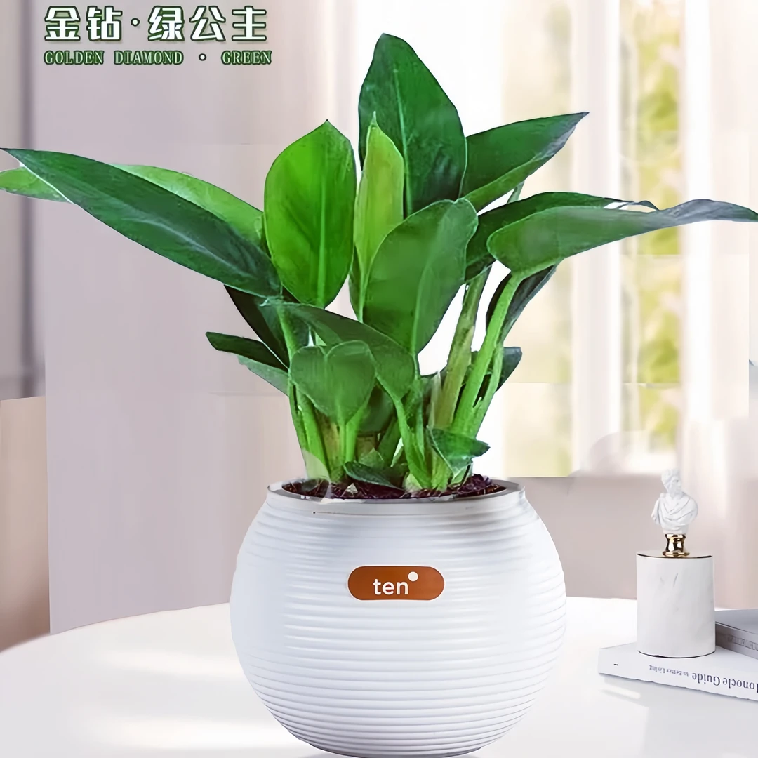 大叶金钻绿公主室内盆栽四季常青净化空气吸甲醛水培养花绿植花卉