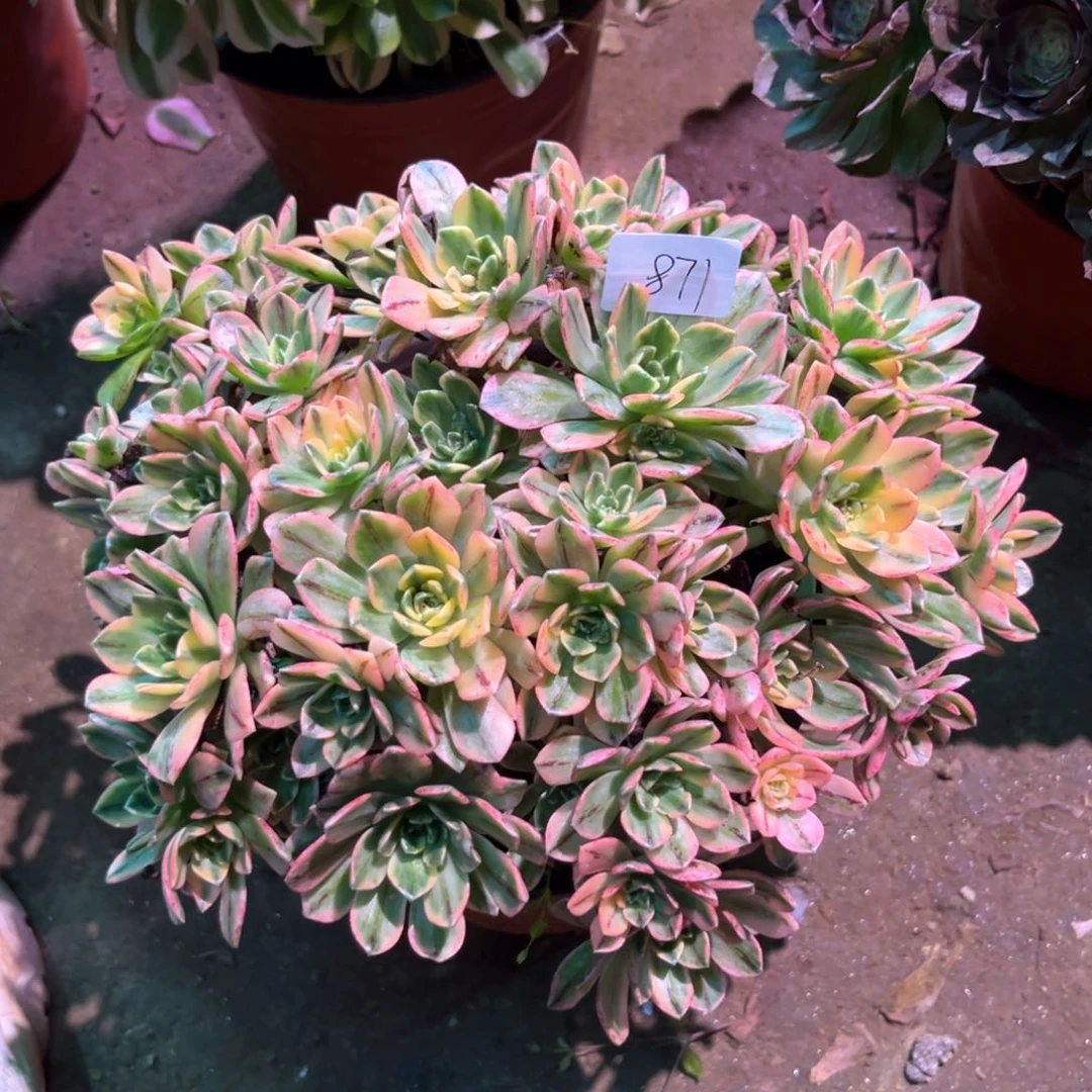 多肉植物甜茶871