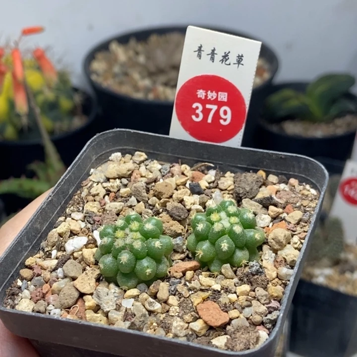 实生短豪刺金琥两颗仙人球