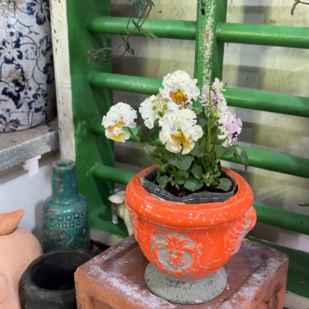 许纯的花房 橘色奖杯