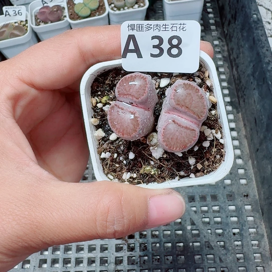 38多肉植物多肉植物