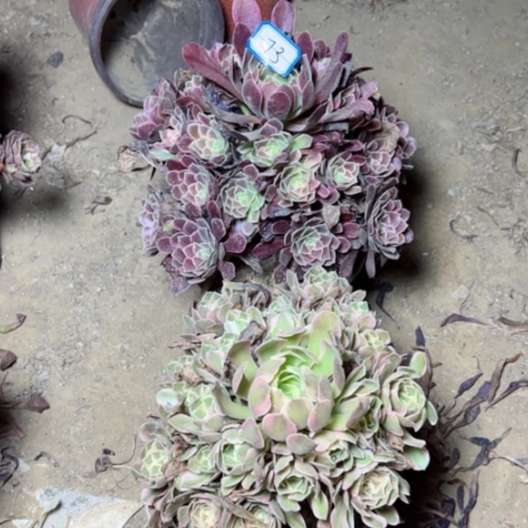 【闪购商品】燕*多肉植物两个73