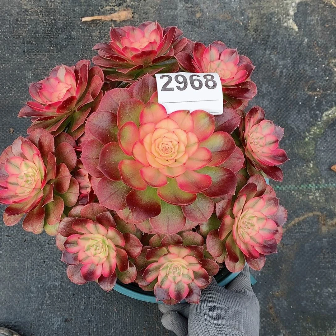 红陶2968荔枝冠20