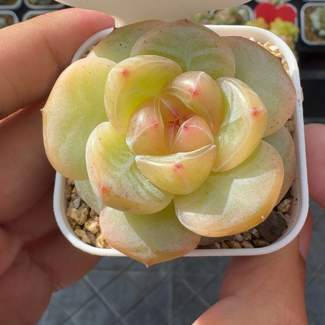 1015-06-胖东东单头