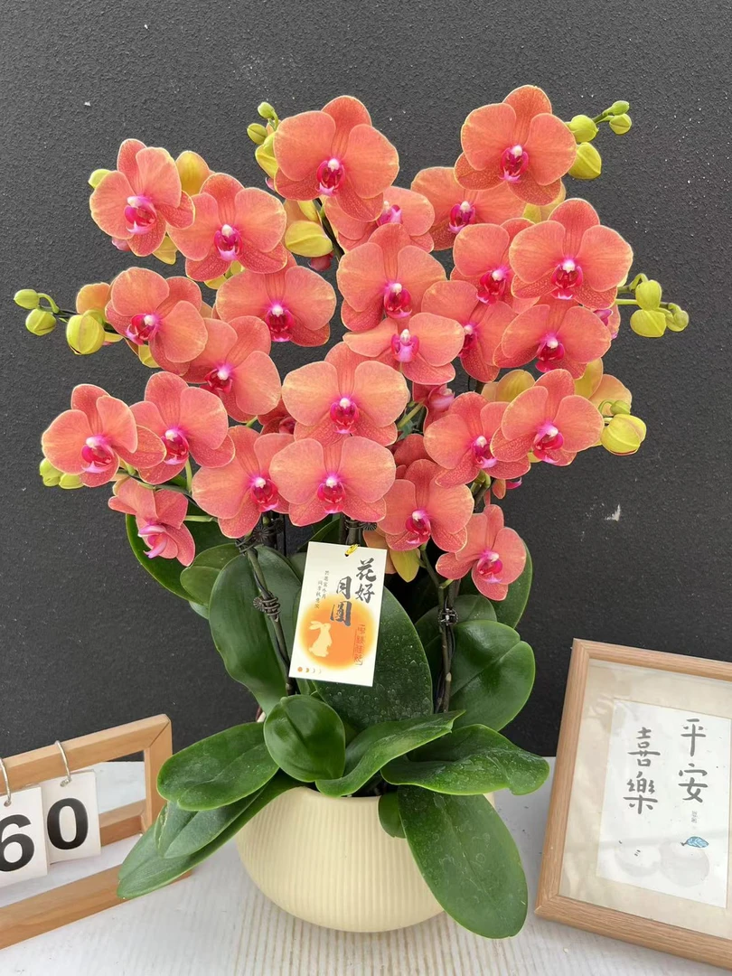 简香《金桔》鲜花高端蝴蝶兰艺术组盆鲜花摆设高端花卉