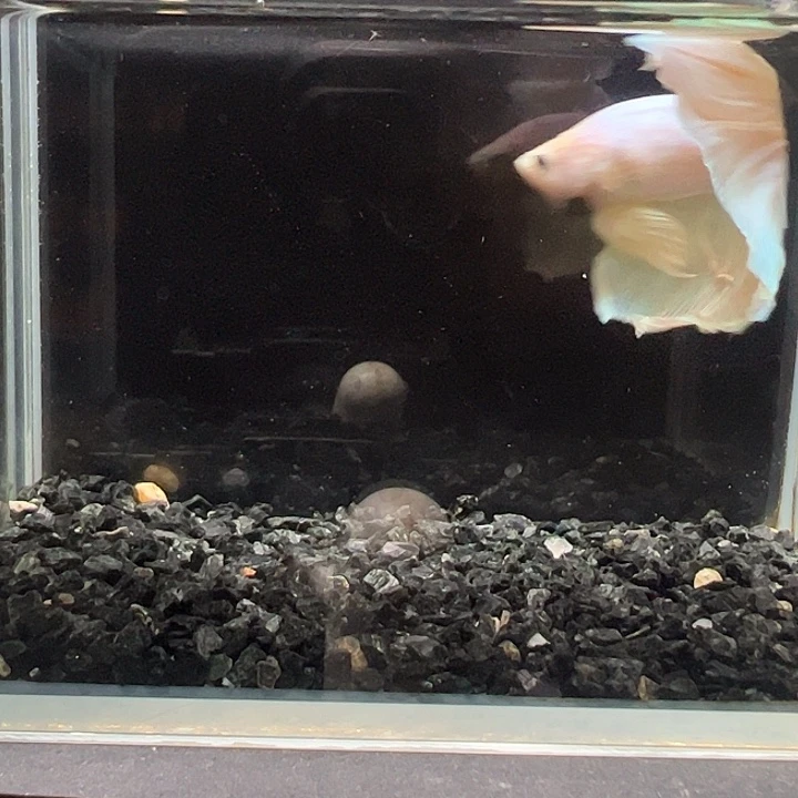 斗鱼跑单拉黑13日5