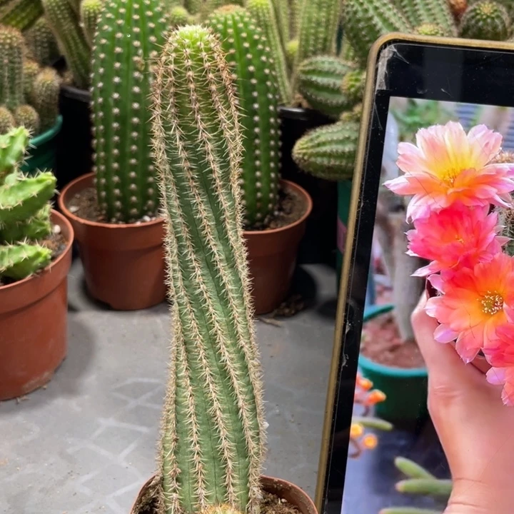 自根进口白檀维罗纳一杯