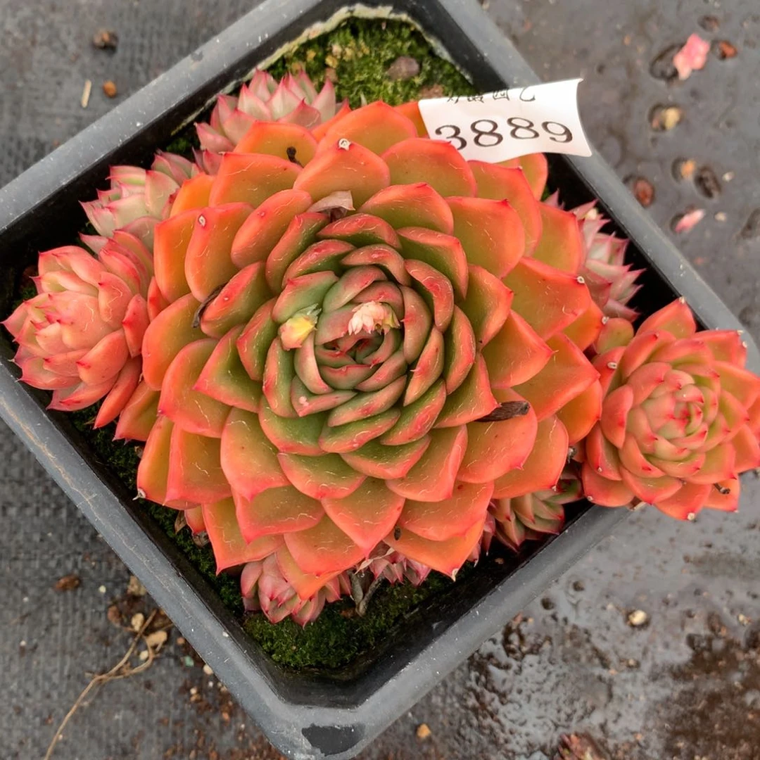 3889杂交多肉老桩