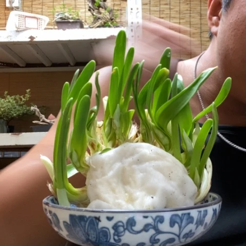 红陶一物一拍所见即所得4