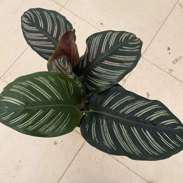 双线竹芋盆栽耐阴观叶植物室内绿植