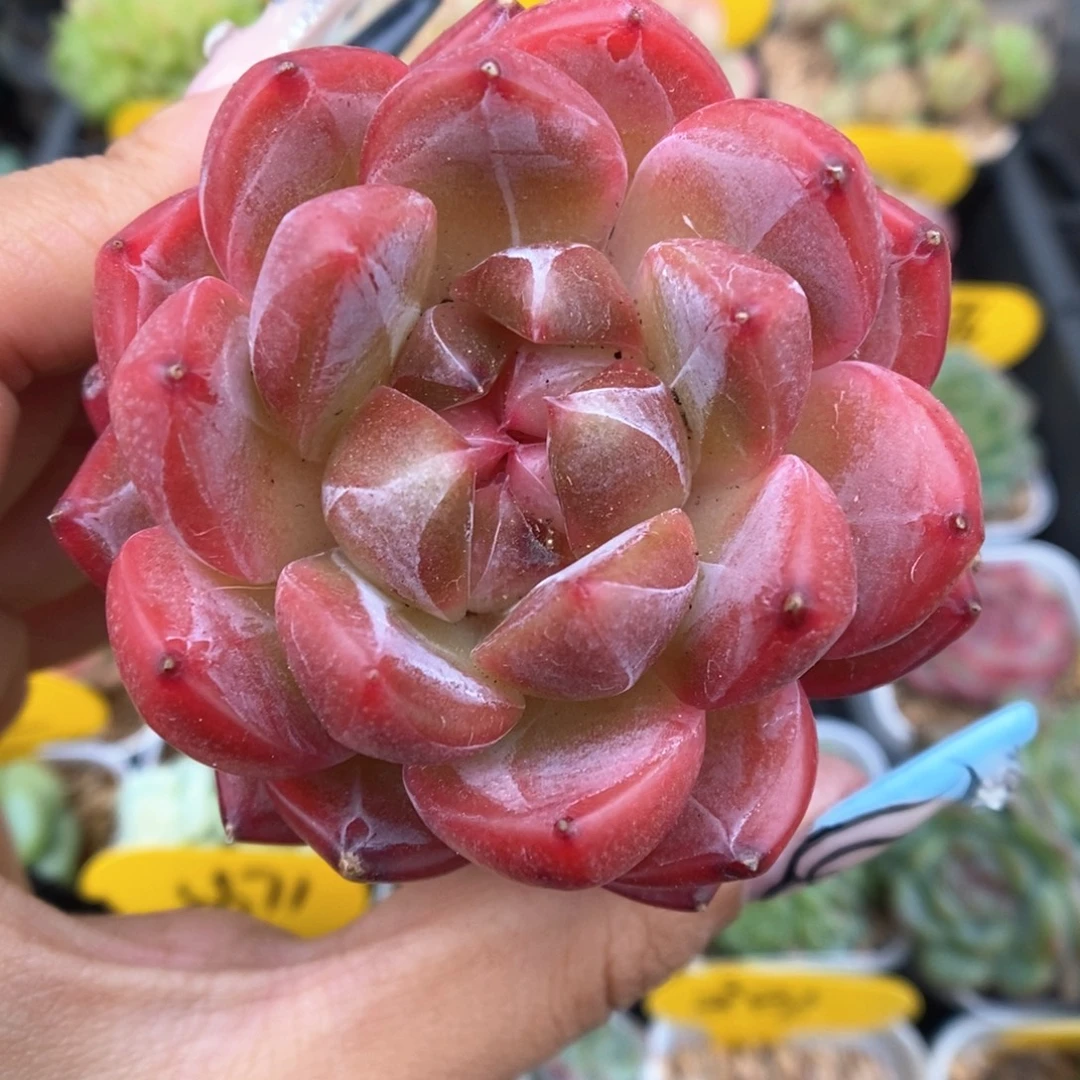 熊猫珍妮737号。