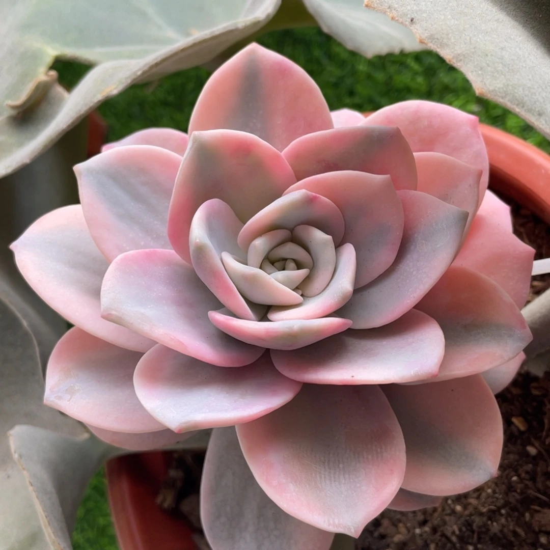 韩版奶茶覆轮锦单头