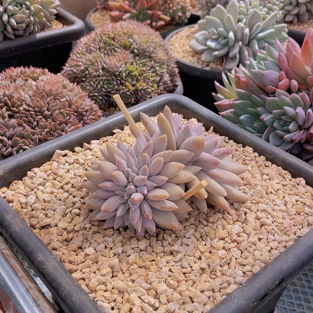 花****9多肉哥特缀花姐不带盆