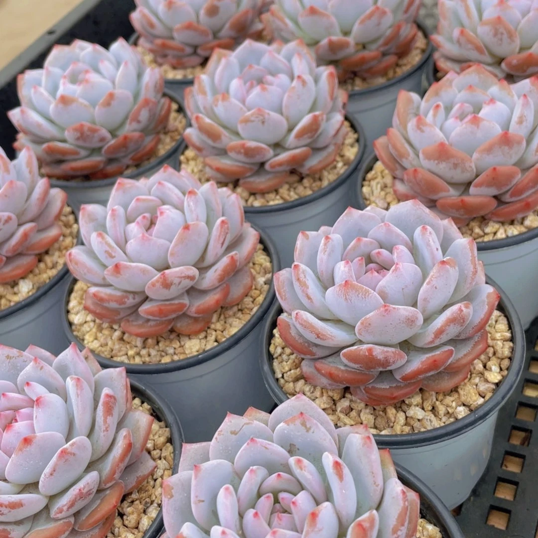 量拍31号 星星橙大单头一个