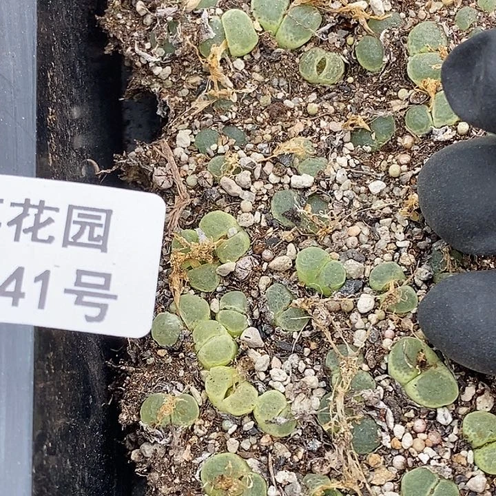 桃喜花园0305-41风铃