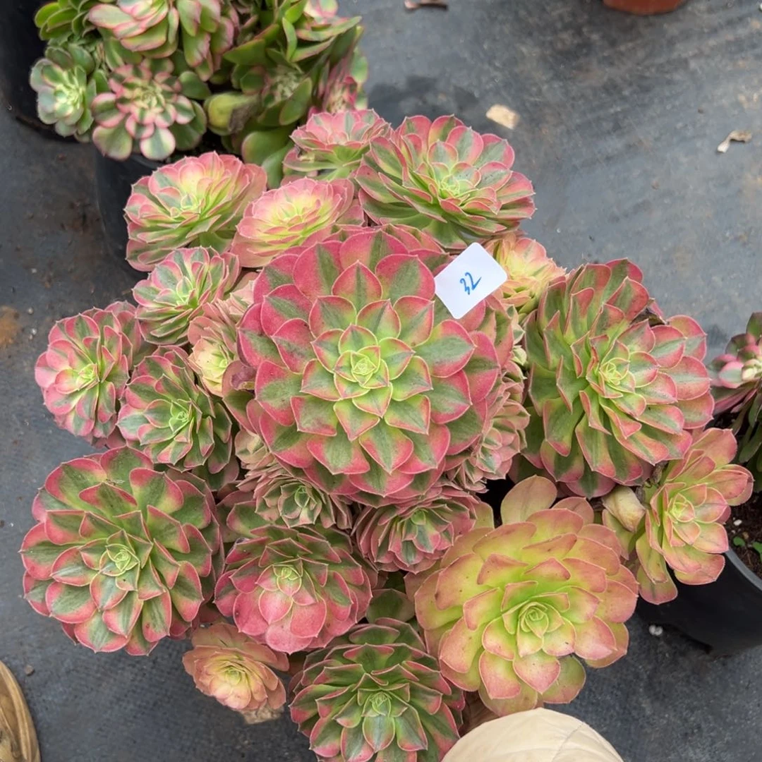 32轮回dunrouzhiwuxiyi