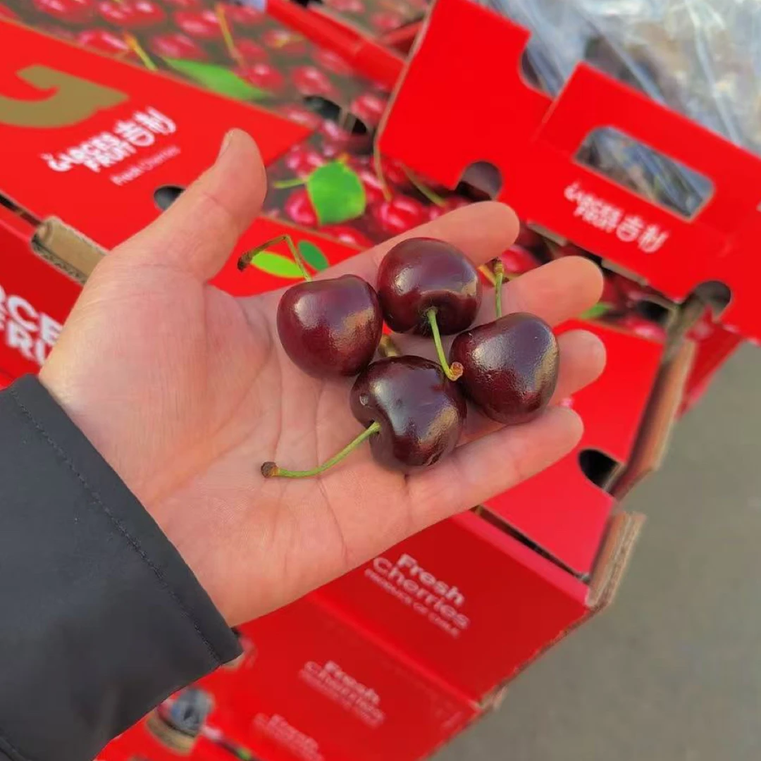 5JD空运吉制车厘子内附果径卡34mm净重5斤装桑提娜樱桃智利共和国