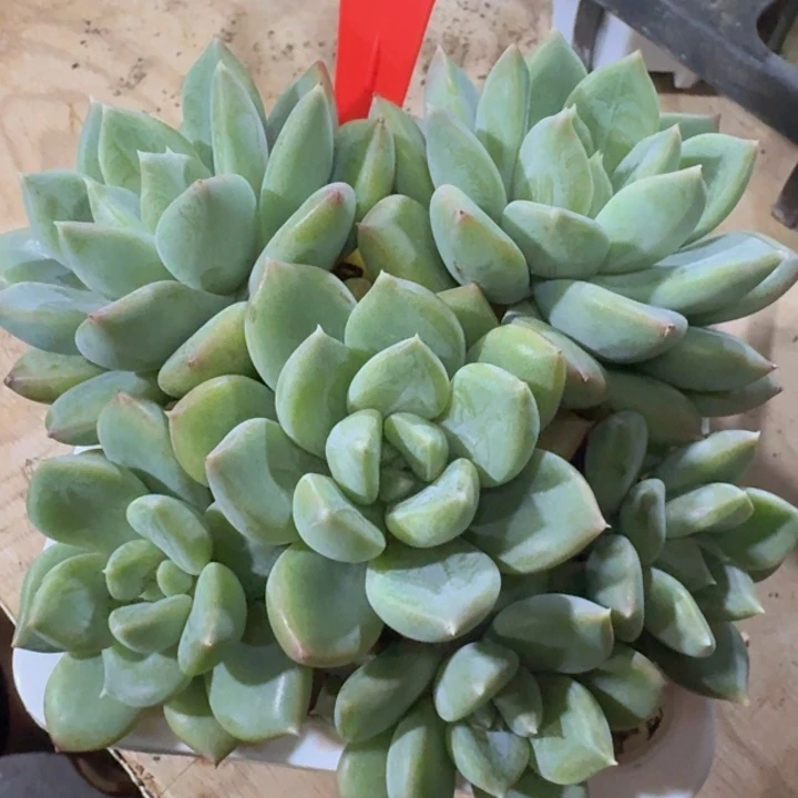 青梨030多肉植物一物一拍