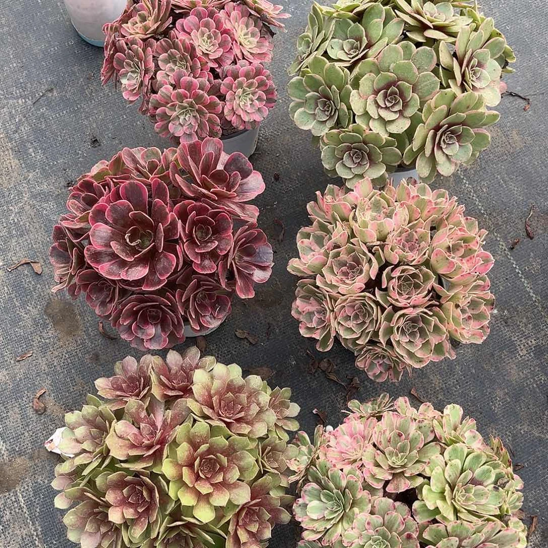 套餐hhhhhhhhhhhhhh