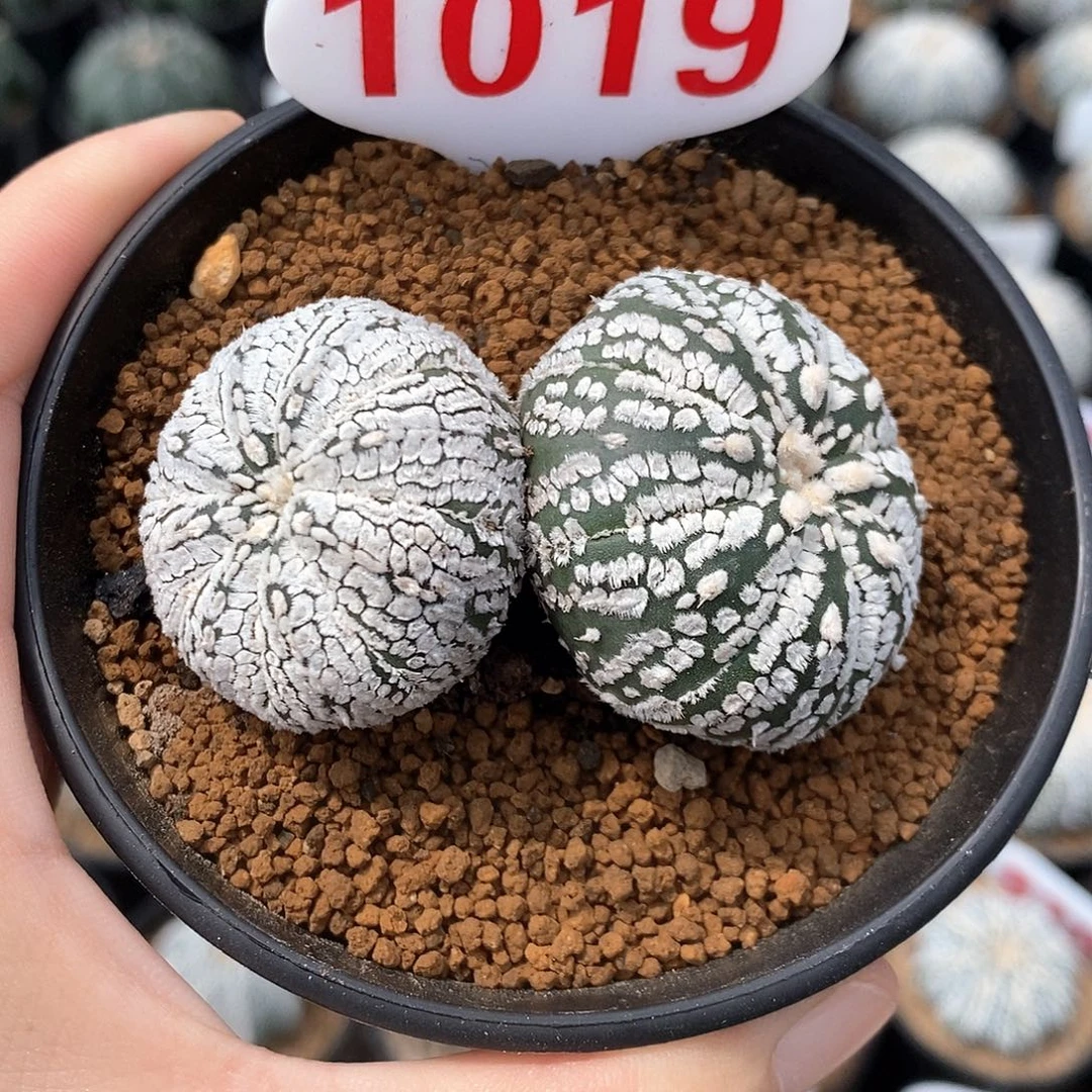 1019双头兜系列产品
