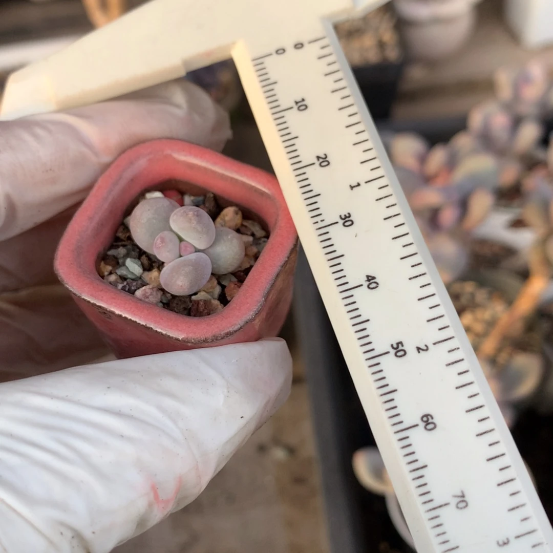 彩虹奶酪多肉带盆土