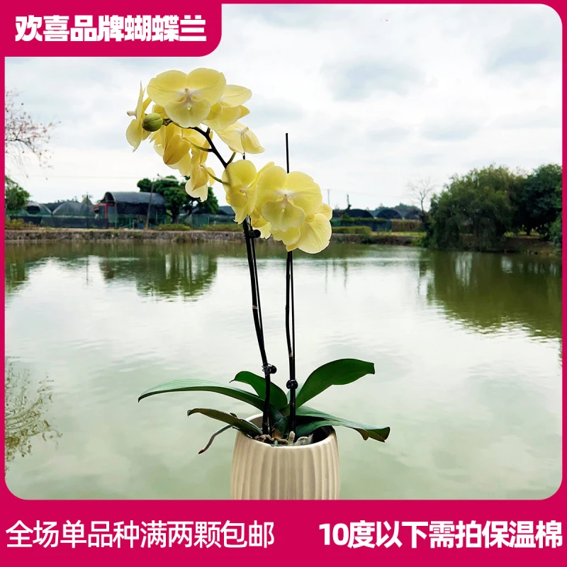 【星月】精品蝴蝶兰室内绿植