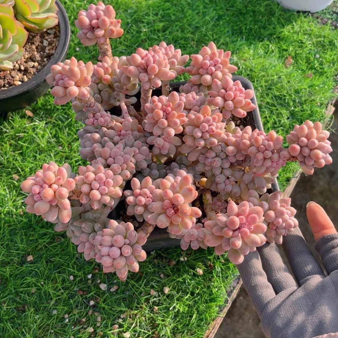 婴儿手指888888888008