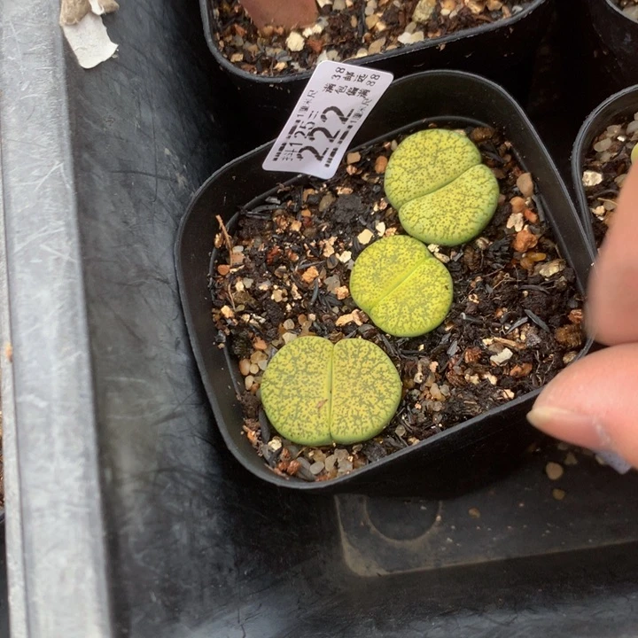 抖***谱精品生石花125.222