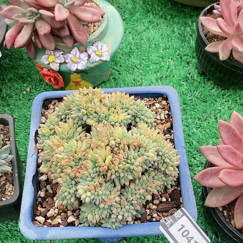 【闪购商品】冰淇淋缀1041