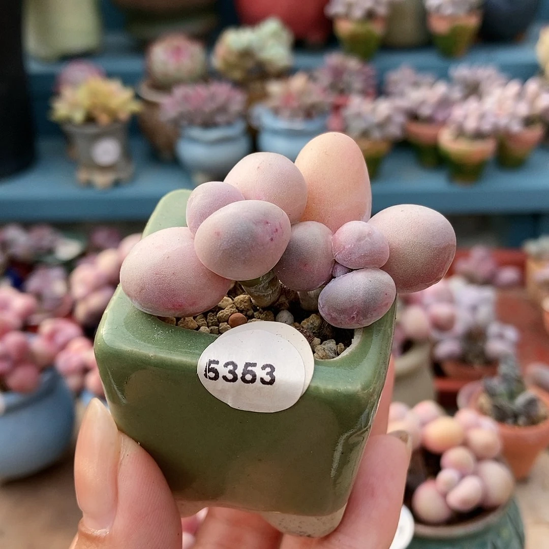 5353水光针奶酪带盆土