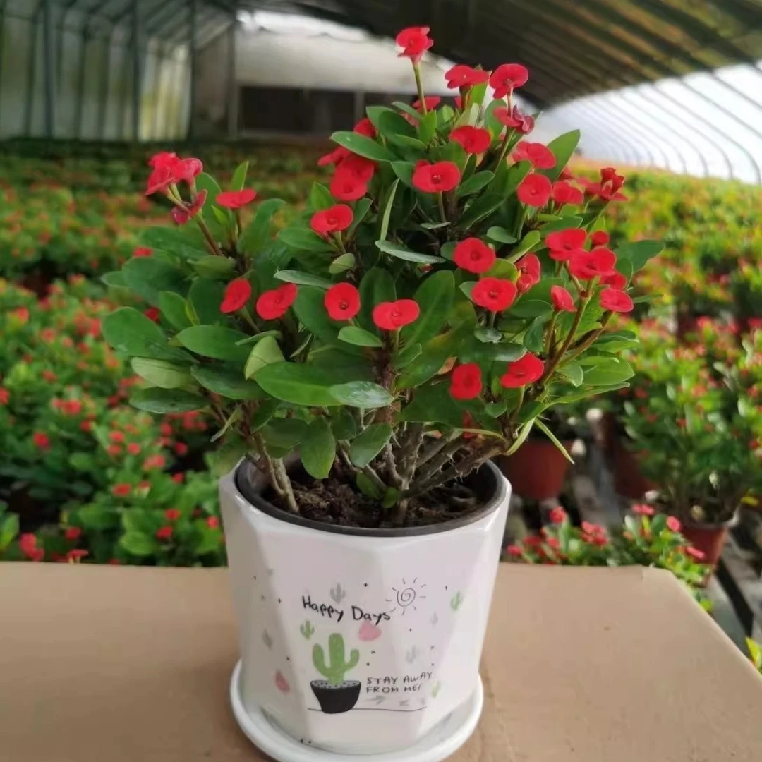 刺梅铁海棠盆栽绿植植物养易活花卉四季开花客厅室内好养阳台喜阳